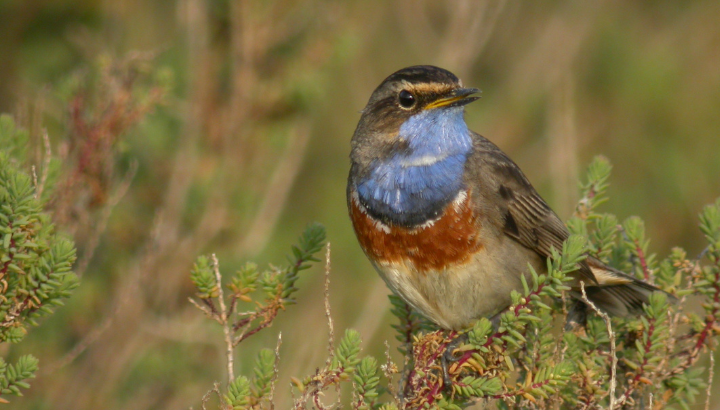 Gorgebleue, es-tu là ?